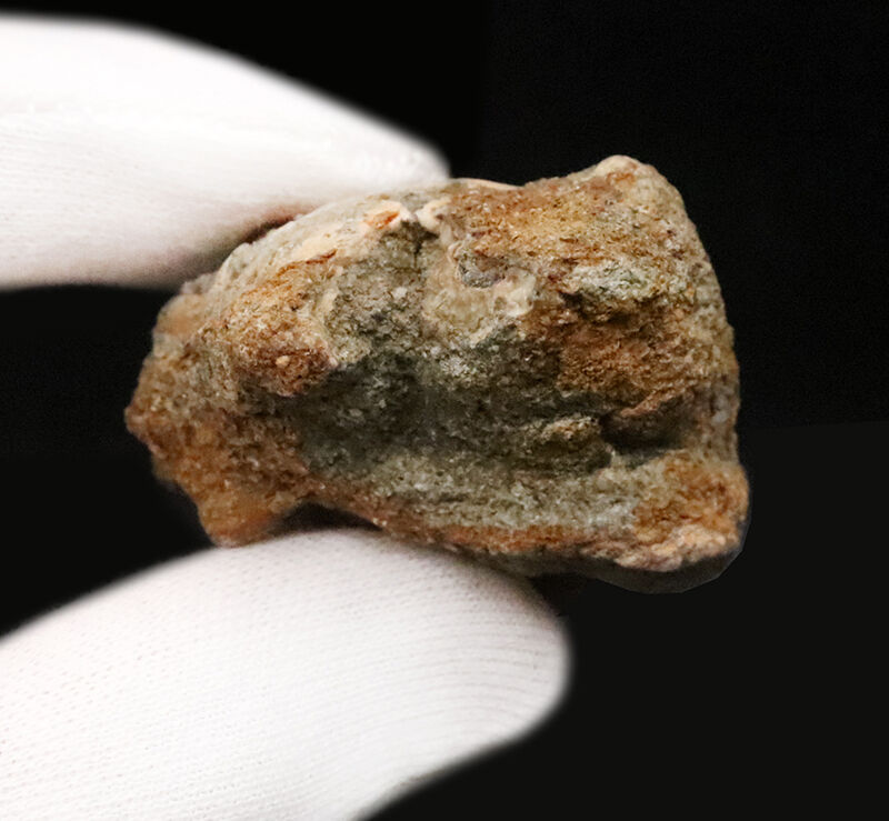 約1600万年前、南国の海だった証……8.7cmに達する極めて大きな岡山県産ビカリア（Vicarya）化石（その5）