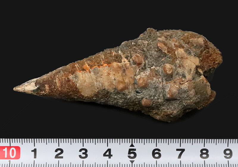 約1600万年前、南国の海だった証……8.7cmに達する極めて大きな岡山県産ビカリア（Vicarya）化石（その6）