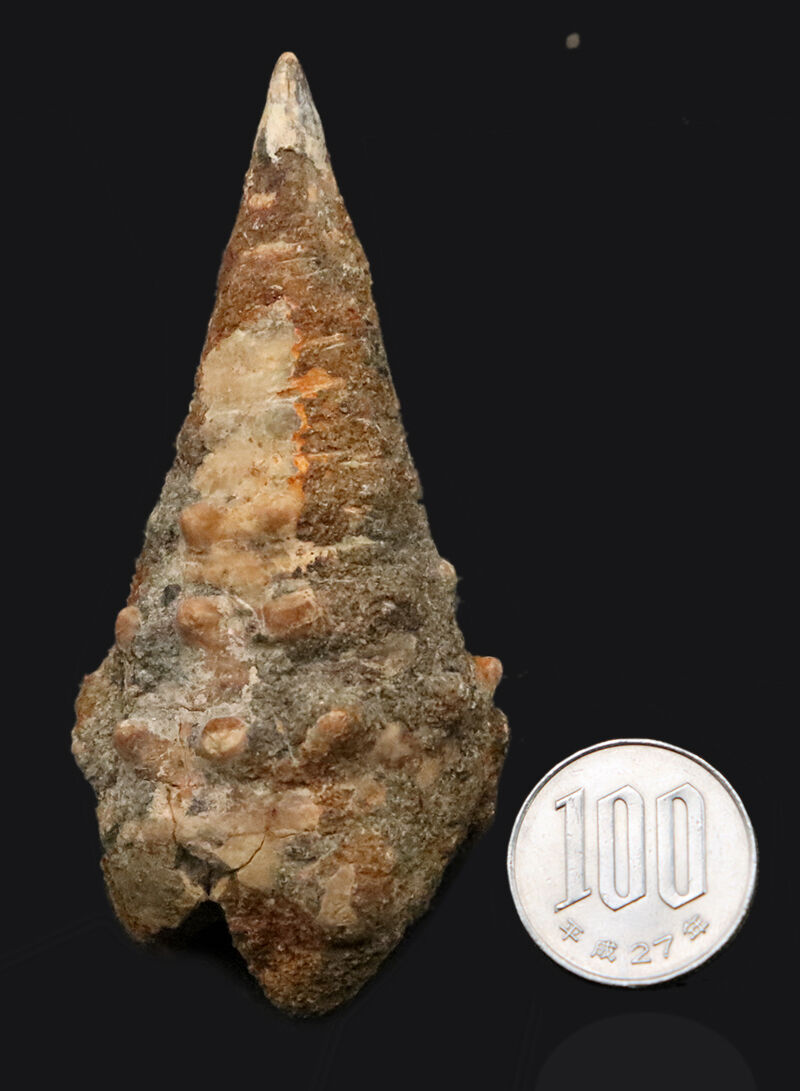 約1600万年前、南国の海だった証……8.7cmに達する極めて大きな岡山県産ビカリア（Vicarya）化石（その7）