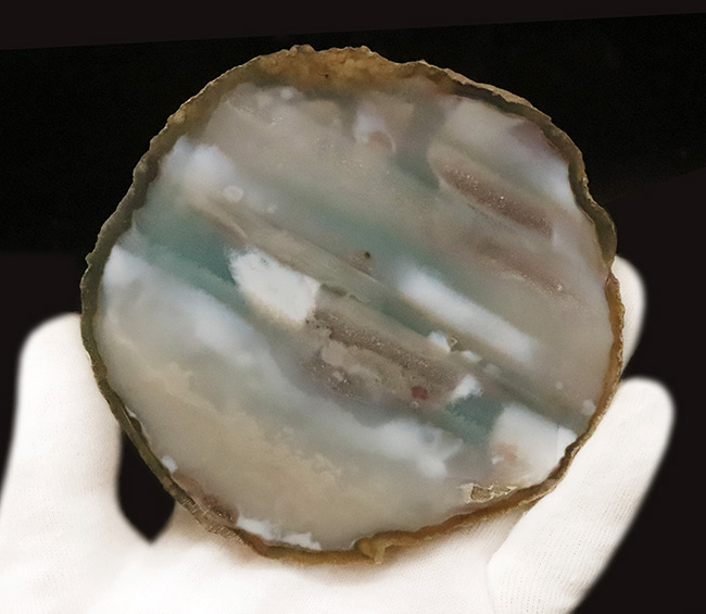 複雑な緑が魅力的……薄くカットされた大判、瑪瑙（メノウ）のスライス標本（その4）