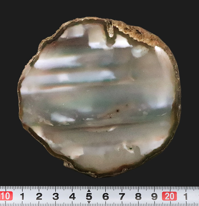 複雑な緑が魅力的……薄くカットされた大判、瑪瑙（メノウ）のスライス標本（その6）