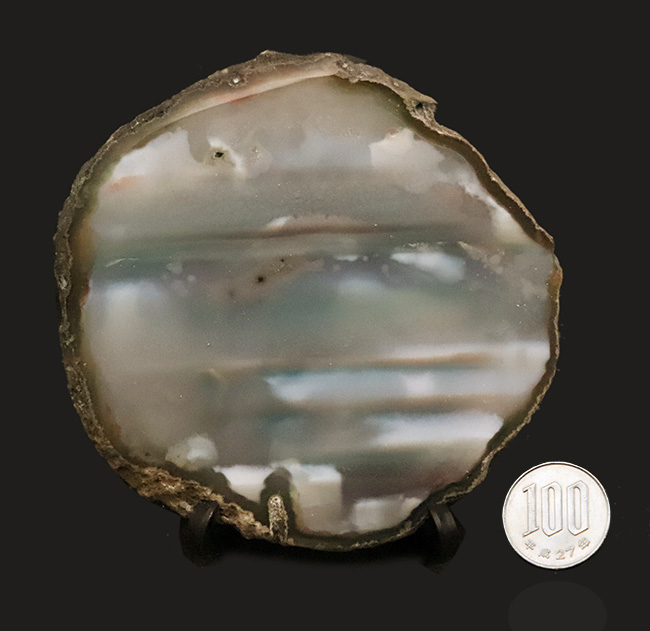 複雑な緑が魅力的……薄くカットされた大判、瑪瑙（メノウ）のスライス標本（その7）