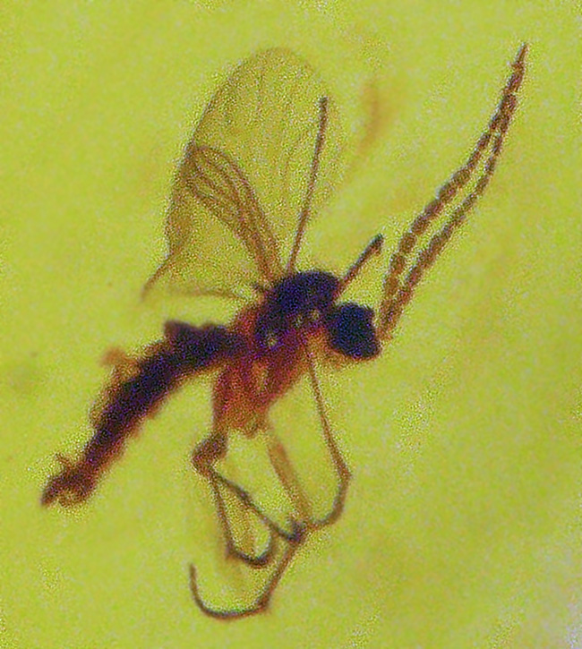 １センチの厚みが織りなす深みのある色合いにご注目！古代の虫が包まれた琥珀を用いたペンダントトップ（シルバーチェーン＆高級ジュエリーケース付き）（その2）
