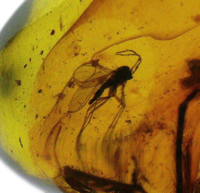 １センチの厚みが織りなす深みのある色合いにご注目！古代の虫が包まれた琥珀を用いたペンダントトップ（シルバーチェーン＆高級ジュエリーケース付き）（その6）
