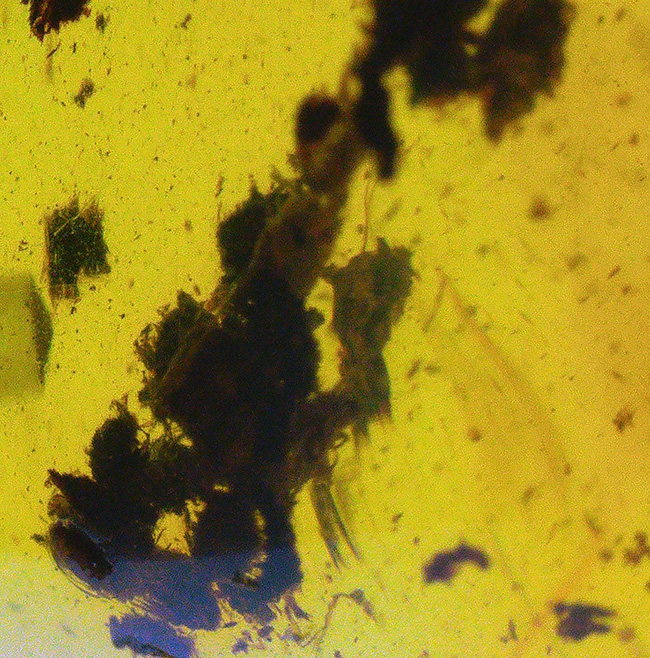 １センチの厚みが織りなす深みのある色合いにご注目！古代の虫が包まれた琥珀を用いたペンダントトップ（シルバーチェーン＆高級ジュエリーケース付き）（その7）