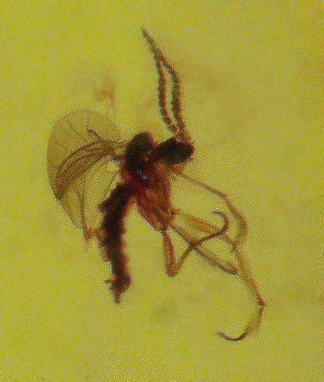 １センチの厚みが織りなす深みのある色合いにご注目！古代の虫が包まれた琥珀を用いたペンダントトップ（シルバーチェーン＆高級ジュエリーケース付き）（その8）