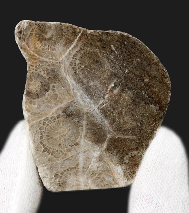 ウェールズ産の四放サンゴ(Lonsdaleia)の化石(その1)