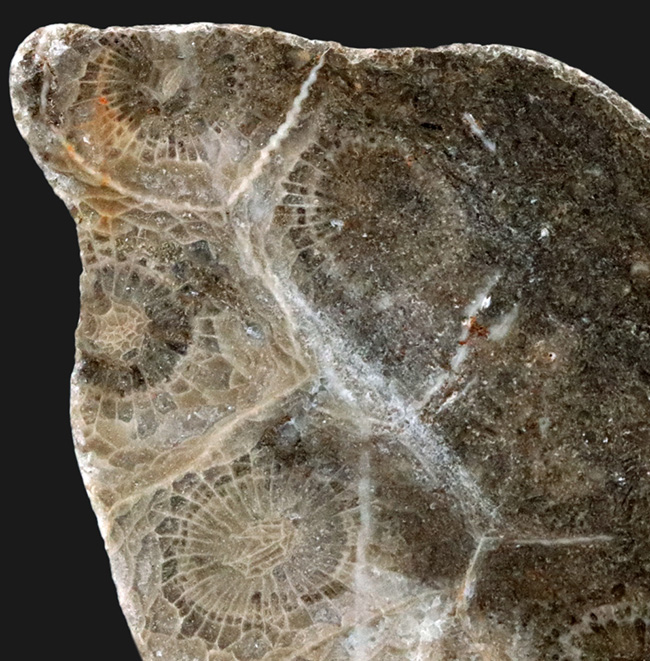 ウェールズ産の四放サンゴ（Lonsdaleia）の化石（その2）
