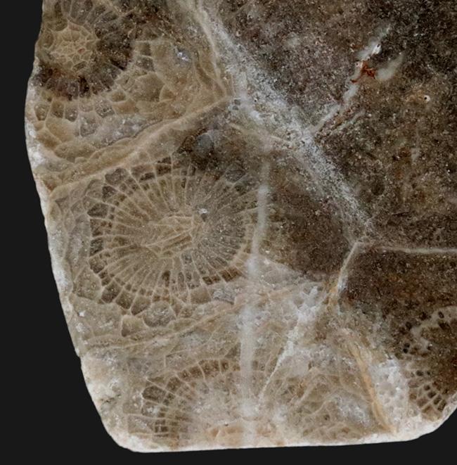 ウェールズ産の四放サンゴ（Lonsdaleia）の化石（その3）