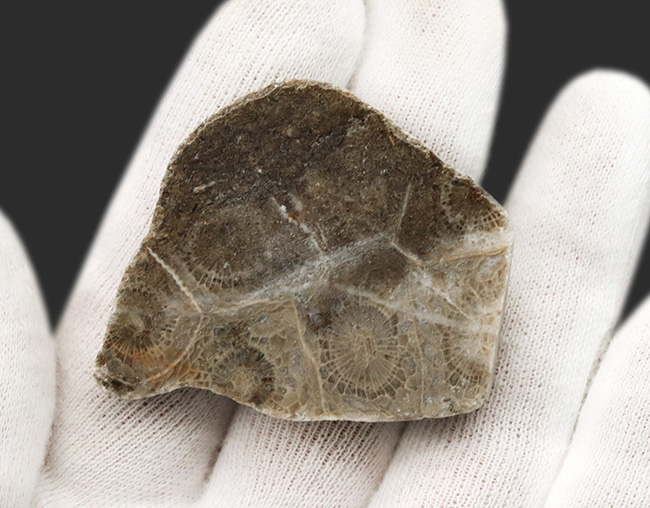 ウェールズ産の四放サンゴ(Lonsdaleia)の化石(その4)