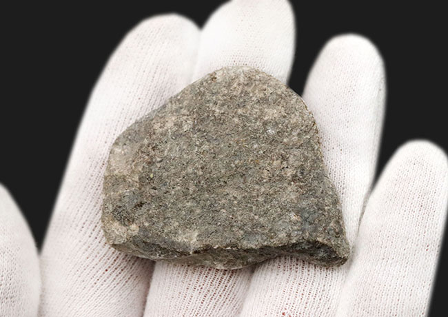 ウェールズ産の四放サンゴ(Lonsdaleia)の化石(その5)