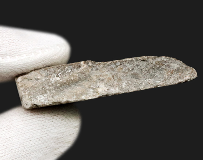 ウェールズ産の四放サンゴ(Lonsdaleia)の化石(その6)