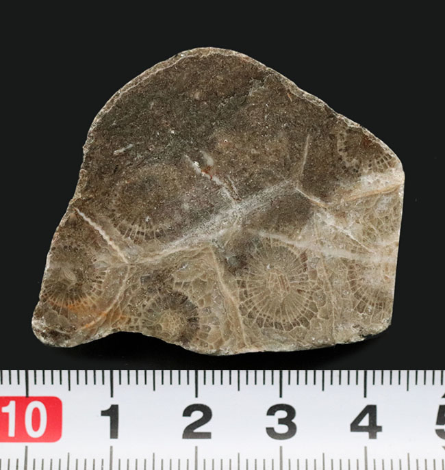 ウェールズ産の四放サンゴ（Lonsdaleia）の化石（その7）