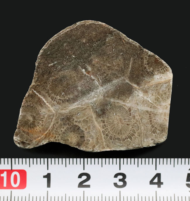 ウェールズ産の四放サンゴ(Lonsdaleia)の化石(その7)