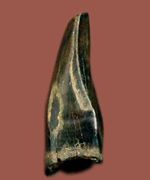 ベリーレア！ドロマエオサウルスの前上顎骨歯。完全なるフォルム。
