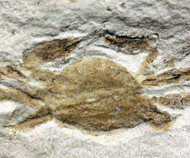 なめらかな頁岩にひっそりと現れたカニの姿が味わい深い標本。米国カリフォルニア州産。（その3）