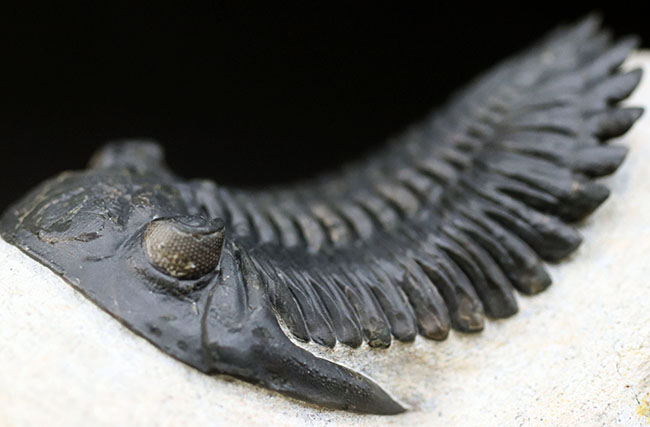 これを超えるメタカンティナが一体いくつかあるというのか、これぞパーフェクト、完璧なメタカンティナ（Metacanthina barrandai）の化石（その12）