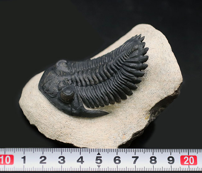 これを超えるメタカンティナが一体いくつかあるというのか、これぞパーフェクト、完璧なメタカンティナ（Metacanthina barrandai）の化石（その17）