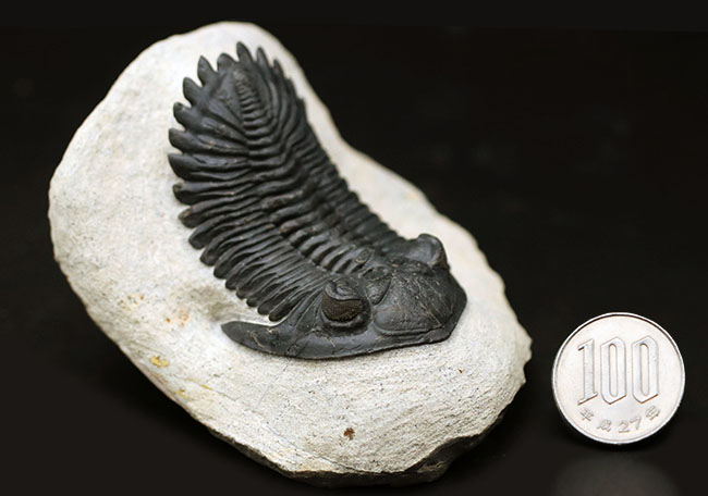 これを超えるメタカンティナが一体いくつかあるというのか、これぞパーフェクト、完璧なメタカンティナ（Metacanthina barrandai）の化石（その18）