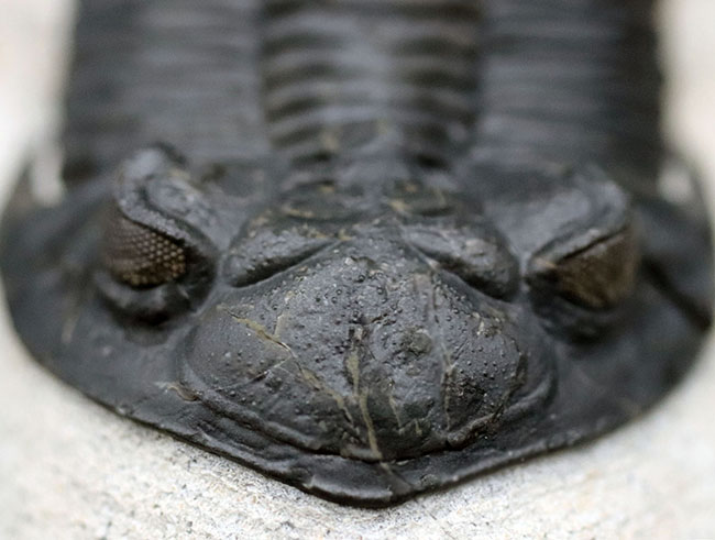 これを超えるメタカンティナが一体いくつかあるというのか