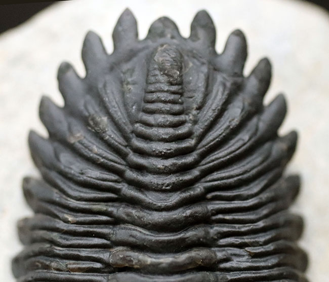 これを超えるメタカンティナが一体いくつかあるというのか、これぞ