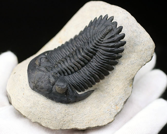 これを超えるメタカンティナが一体いくつかあるというのか、これぞパーフェクト、完璧なメタカンティナ（Metacanthina barrandai）の化石（その6）