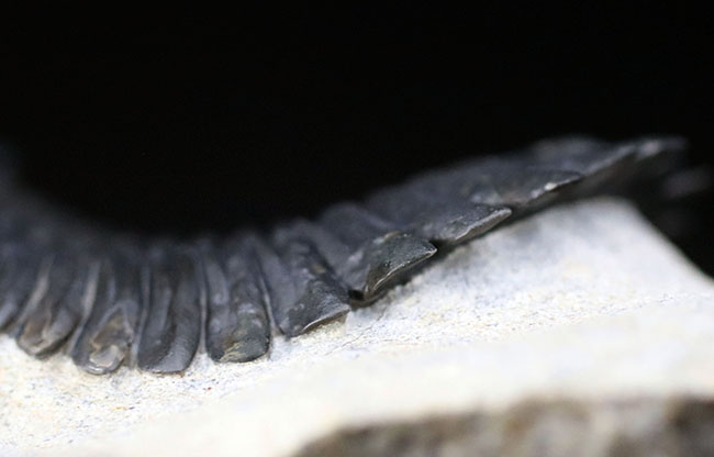 これを超えるメタカンティナが一体いくつかあるというのか、これぞパーフェクト、完璧なメタカンティナ（Metacanthina barrandai）の化石（その8）