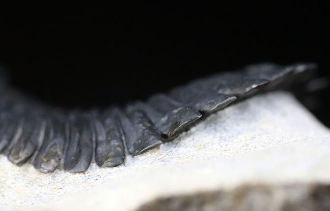 これを超えるメタカンティナが一体いくつかあるというのか、これぞパーフェクト、完璧なメタカンティナ(Metacanthina barrandai)の化石(その8)
