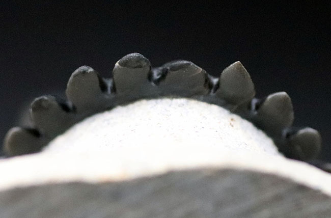 これを超えるメタカンティナが一体いくつかあるというのか、これぞパーフェクト、完璧なメタカンティナ(Metacanthina barrandai)の化石(その9)