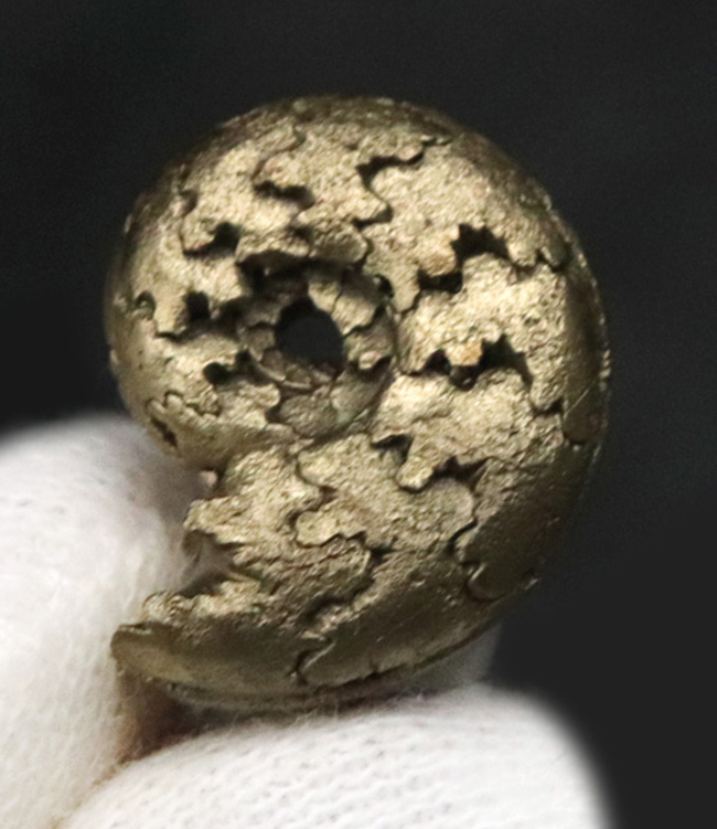 縫合線が浮き出た美品!フランス・アヴェロンで採集された黄鉄鉱化アンモナイト(Ammonite)(その1)