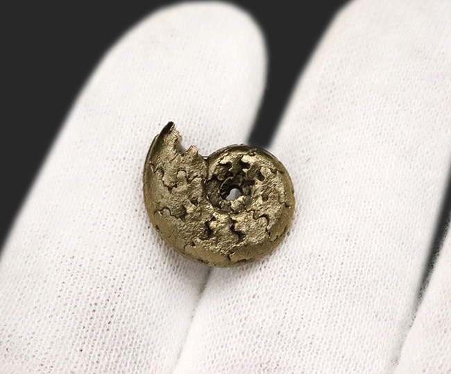 縫合線が浮き出た美品!フランス・アヴェロンで採集された黄鉄鉱化アンモナイト(Ammonite)(その2)