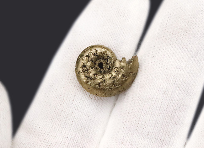 縫合線が浮き出た美品!フランス・アヴェロンで採集された黄鉄鉱化アンモナイト(Ammonite)(その3)