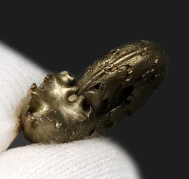 縫合線が浮き出た美品!フランス・アヴェロンで採集された黄鉄鉱化アンモナイト(Ammonite)(その4)