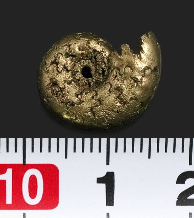 縫合線が浮き出た美品!フランス・アヴェロンで採集された黄鉄鉱化アンモナイト(Ammonite)(その5)