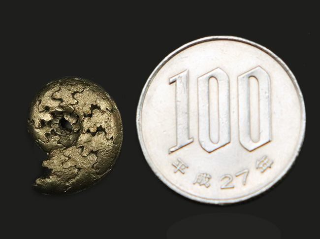 縫合線が浮き出た美品!フランス・アヴェロンで採集された黄鉄鉱化アンモナイト(Ammonite)(その6)