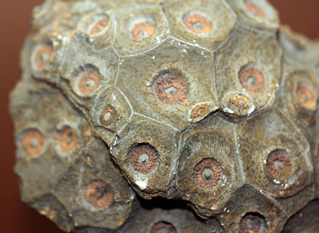 四放サンゴ（Hexagonaria sp.）の上質標本 化石 販売