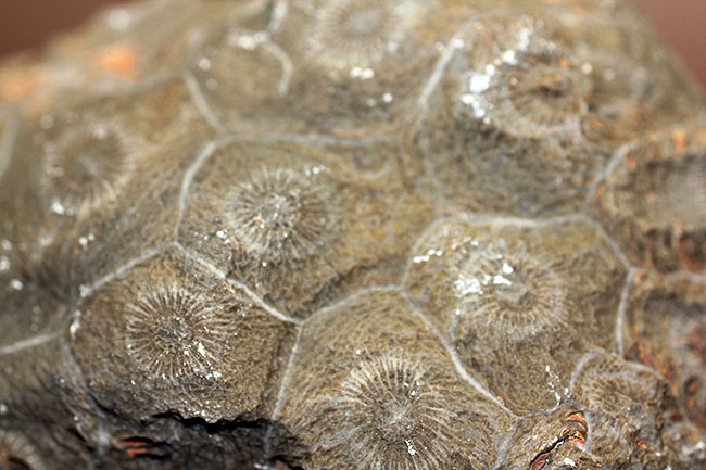 四放サンゴ（Hexagonaria sp.）の上質標本 化石 販売