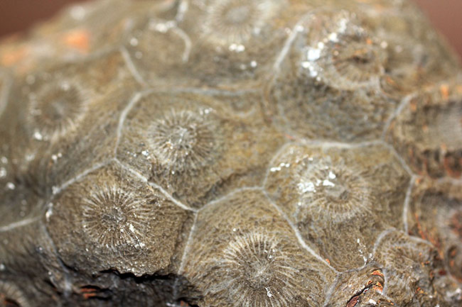 四放サンゴ（Hexagonaria sp.）の上質標本（その6）