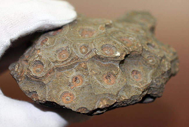 四放サンゴ（Hexagonaria sp.）の上質標本 化石 販売