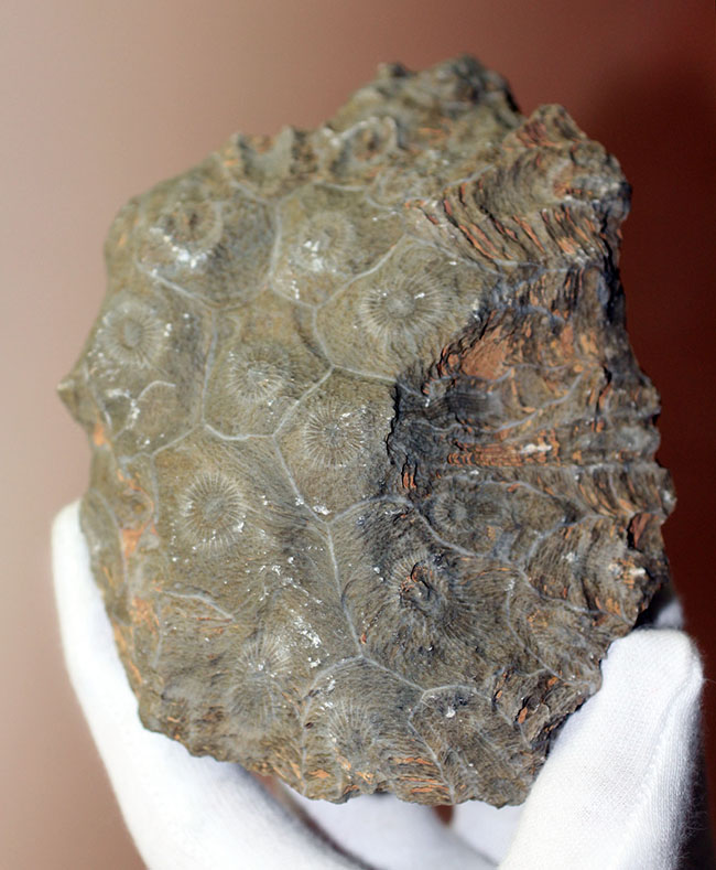 四放サンゴ（Hexagonaria sp.）の上質標本 化石 販売