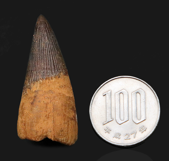 ベリーレア！21年ぶりにお披露目！古代の海の怪物、首の短い