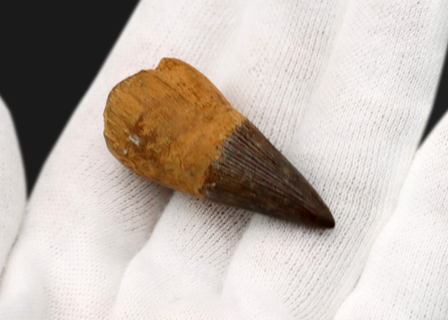 ベリーレア！21年ぶりにお披露目！古代の海の怪物、首の短い首長竜