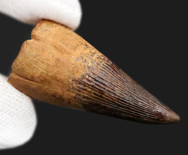 ベリーレア！21年ぶりにお披露目！古代の海の怪物、首の短い