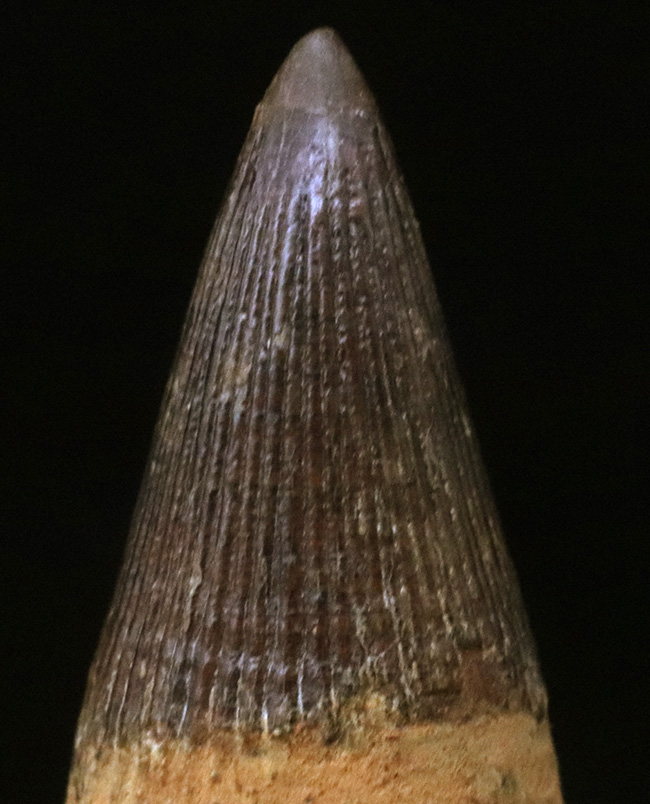 ベリーレア！21年ぶりにお披露目！古代の海の怪物、首の短い