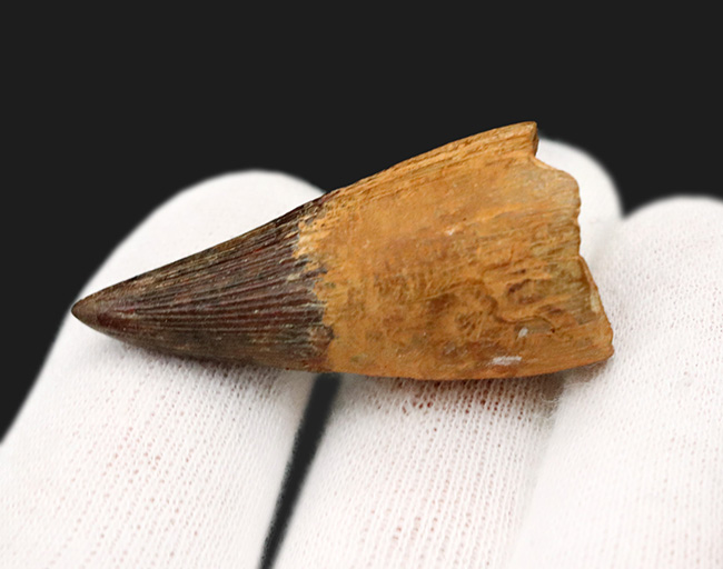 プリオサウルス　化石　歯 ベリーレア！21年ぶりにお披露目！古代の海の怪物、首の短い首長竜