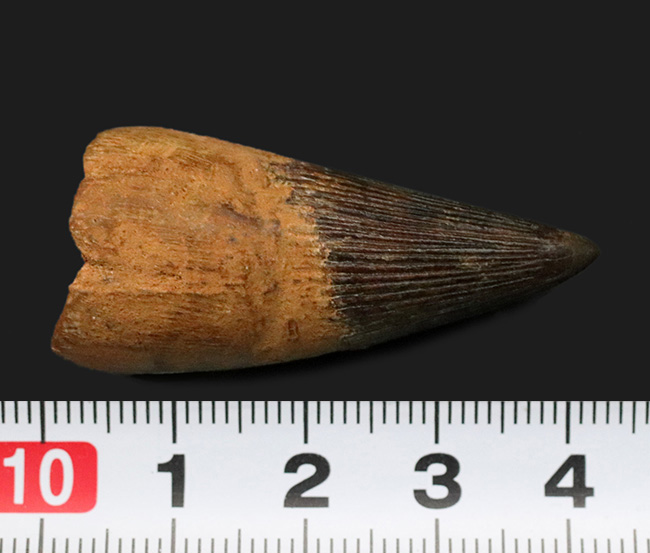 ベリーレア！21年ぶりにお披露目！古代の海の怪物、首の短い