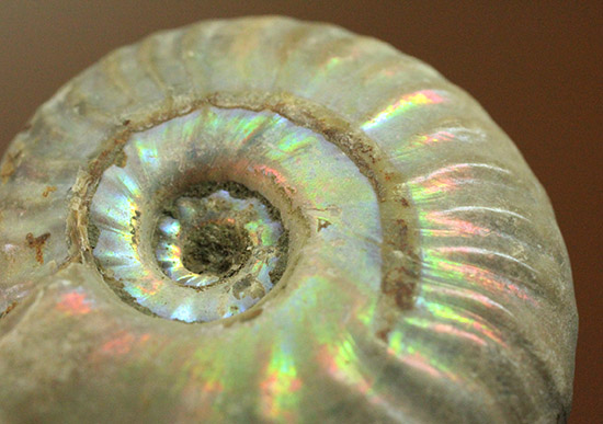 両面がレインボー！白亜紀の光るアンモナイト(Ammonite)（その1）