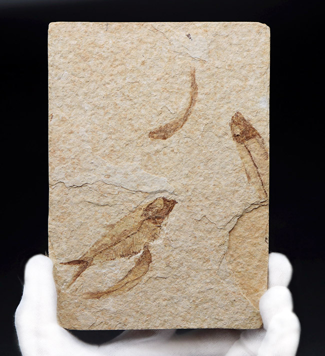 4匹同居!米国ワイオミング州の「州の化石」である古代魚、ナイティア(Knightia eocaena)のマルチプレート化石(その1)
