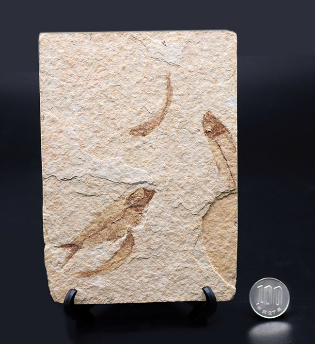 ４匹同居！米国ワイオミング州の「州の化石」である古代魚、ナイティア（Knightia eocaena）のマルチプレート化石（その10）
