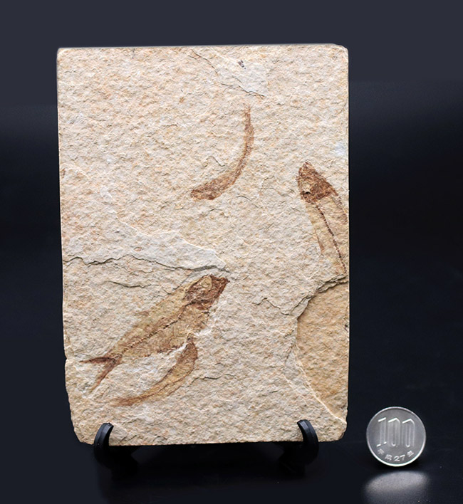 4匹同居!米国ワイオミング州の「州の化石」である古代魚、ナイティア(Knightia eocaena)のマルチプレート化石(その10)